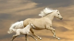 Ha egy lóról álmodsz